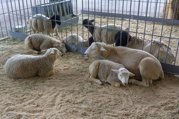 Thoroughbred sheep on a farm in the stall. Agriculture