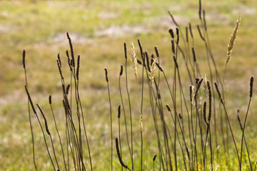 Reeds Against Farmland