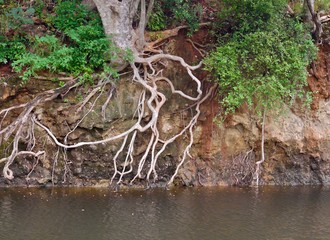 Roots seeking water, Ranthambhore, India