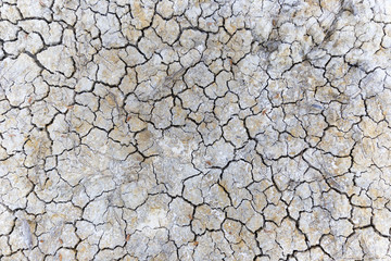 Arid Field Texture
