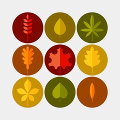Autumn leaves flat vector icons set. Tree leaves flat vector icons set