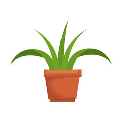 house plant in pot