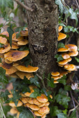 Mushrooms On A Tree