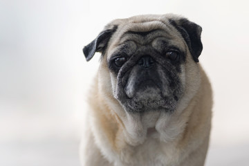 Close up face of Pug dog