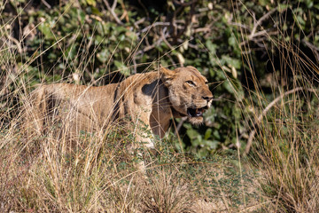 Portrait of a lioness