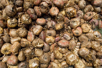 basket full of many tulip bulbs, brown, ready to be planted in the ground in garden during spring, sun, market, italy