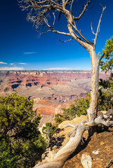 Grand Canyon Tree