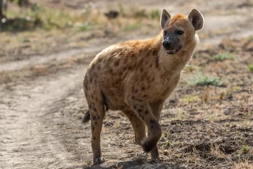Foto op Plexiglas Jagen op gevlekte hyena © Federica
