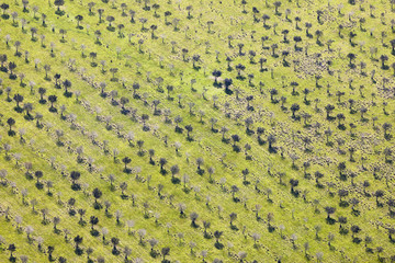 Red Wine Vineyard