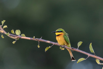 Little bee-eater