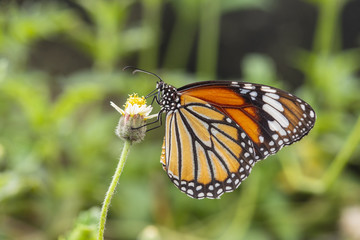 Fototapeta na wymiar Closeup common tiger butterfly on flower