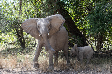 Female elephant protecting her calf