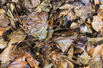 Colorful Autumn Leaves