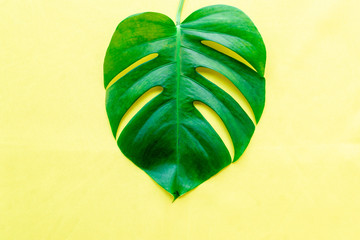 Leaf of monstera philodendron plant on yellow background, flat lay. © larisa_stock