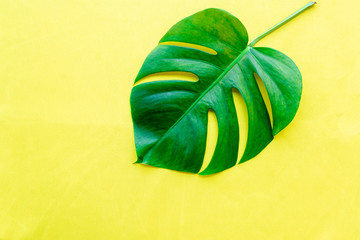 Leaf of monstera philodendron plant on yellow background, flat lay. © larisa_stock