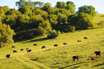 Cows with Landscape of Trees, mountains, hills and grass field in California, United States