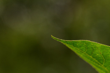 a leaf of a plant close-up against a grass background