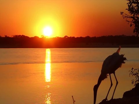 Por do Sol com Passaro TUIUIU 