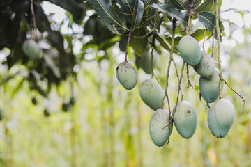 Close up of fresh organic mango fruits on tree in the Himalayas