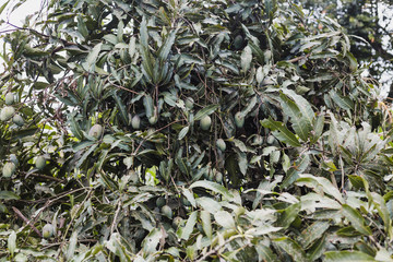 Close up of fresh organic mango fruits on tree in the Himalayas