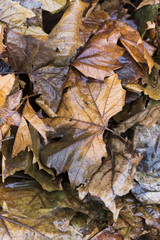 Beautiful Autumn Leaves