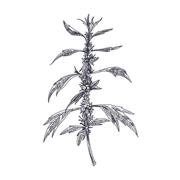 vector hand drawn Motherwort medical herb Illustration