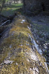 Mossy Log in the Woods