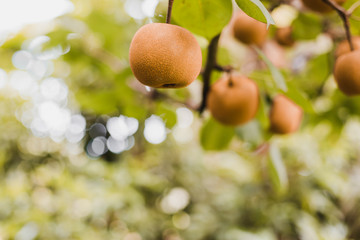 Ripen Nashi Pears on the Tree