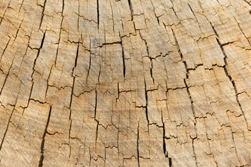 Natural Wooden Wall