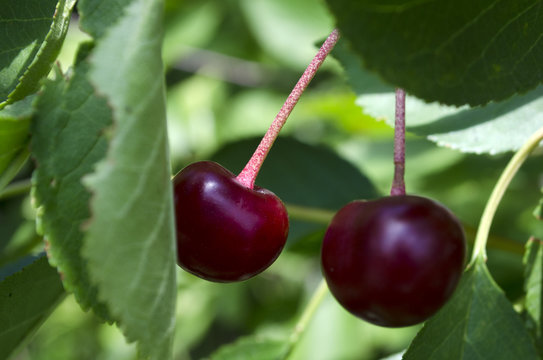 Couple of sweet cherries on a tree branch, green leaves in background