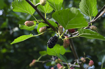 Ripe black mulberry branch on the tree