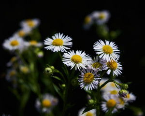 White flowers isolated black background