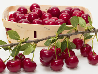 Ein Spankorb mit gepflückten Sauerkirschen, davor liegt ein Zweig vom Sauerkirschbaum