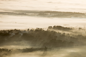 Forest With Fog Pouring Through