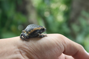 bullfrog on hand background nature,frog in garden