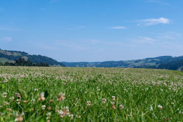 Obraz premium Grüne Sommerwiese mit blauem Himmel