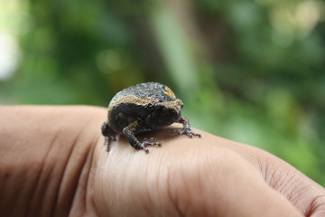 bullfrog on hand background nature,frog in garden