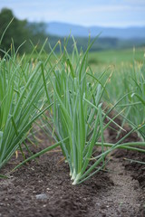 Obraz premium 北海道の玉ねぎ畑
