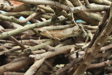A Chameleon,Lizard in garden green nature