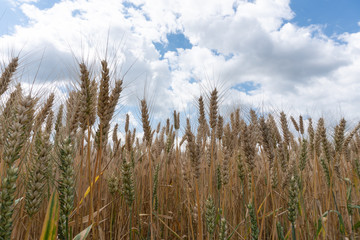 Wheat or rye field