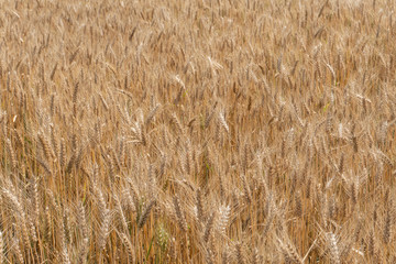 Wheat or rye field