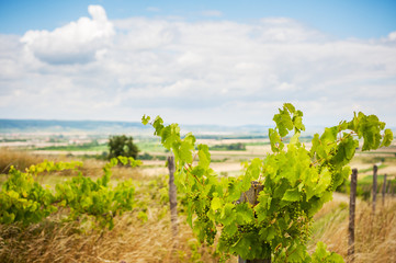 Weingarten und Felder bei Oggau im Burgenland