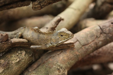 lizard in nature, red chameleon on tree
