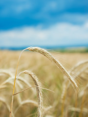 Kornfeld im Sommer