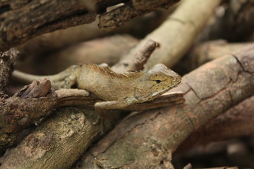 A Chameleon,Lizard in garden green nature