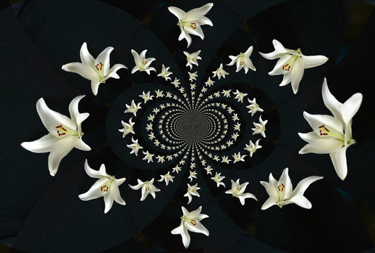 collage (pattern) of white lilies on a black background