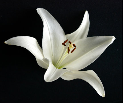 Fototapeta white lily flower on a black background isolated. minimal art. luxurious elegant floral composition