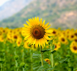 Sunflowers,Sunflowers
