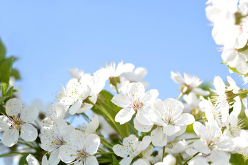 Fototapeta na wymiar Easter spring flowering white Flowers of cherries and green leaves.