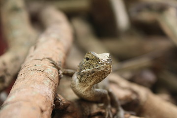 A Chameleon,Lizard in garden green nature